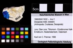 Foto (Objket + Etiketten) von Decapoda indet. 